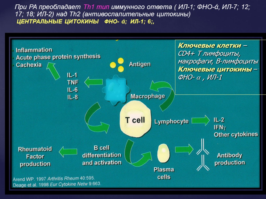 Ключевые клетки – СD4+ Т лимфоциты, макрофаги; В-лимфоциты Ключевые цитокины – ФНО-  ,
